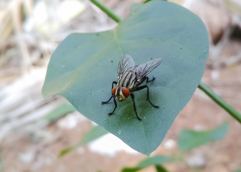 Common Garden Pests